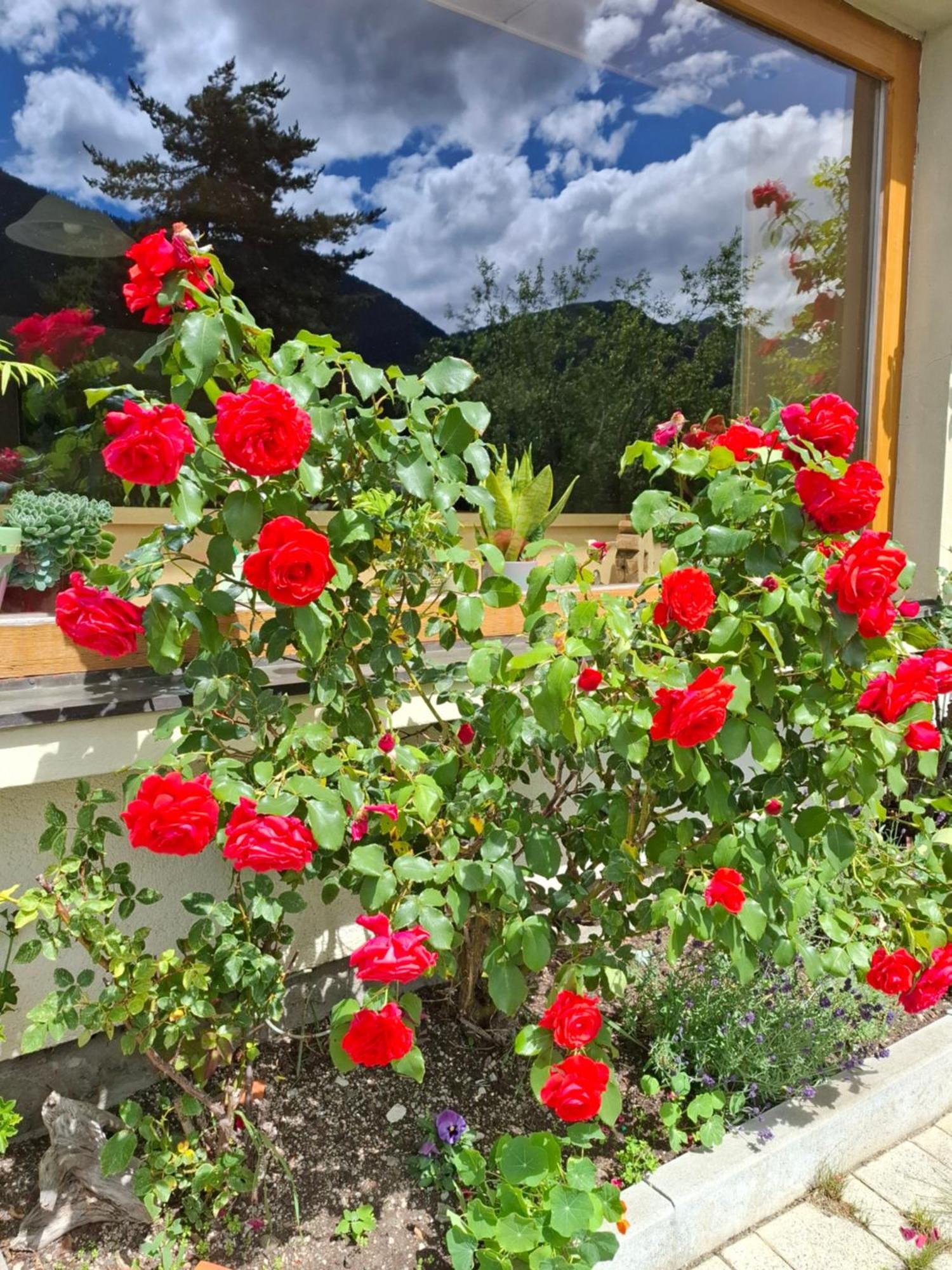 Pension Stammerhof Schladming Dış mekan fotoğraf
