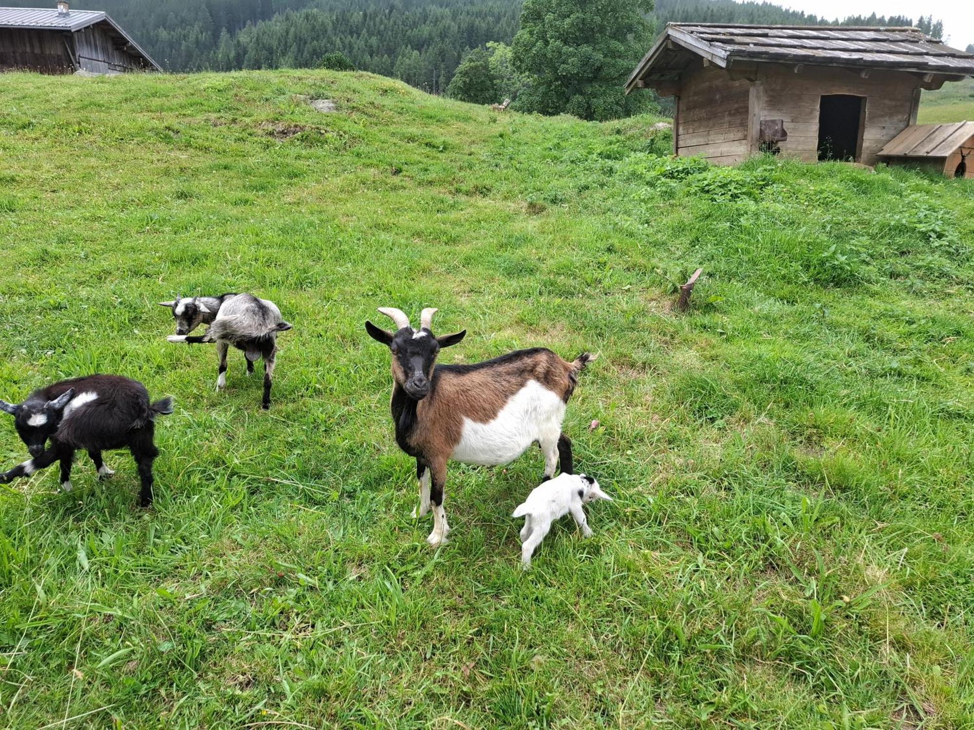 Pension Stammerhof Schladming Dış mekan fotoğraf