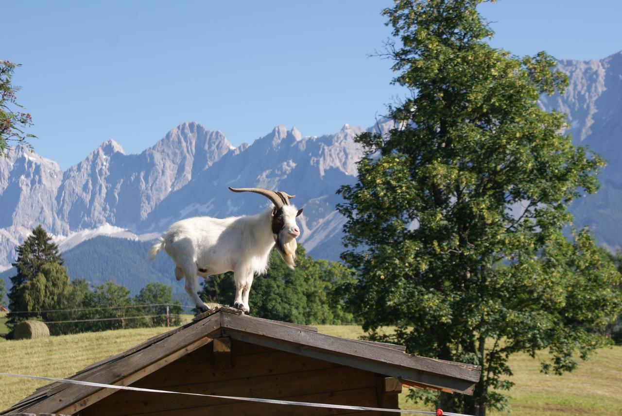 Pension Stammerhof Schladming Dış mekan fotoğraf